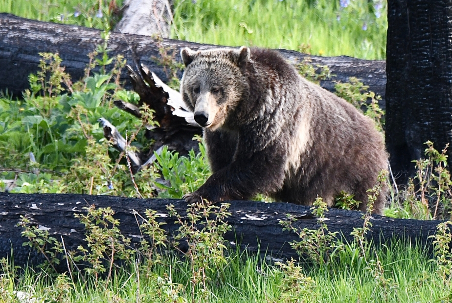 Grand Tetons Grizzly Bear